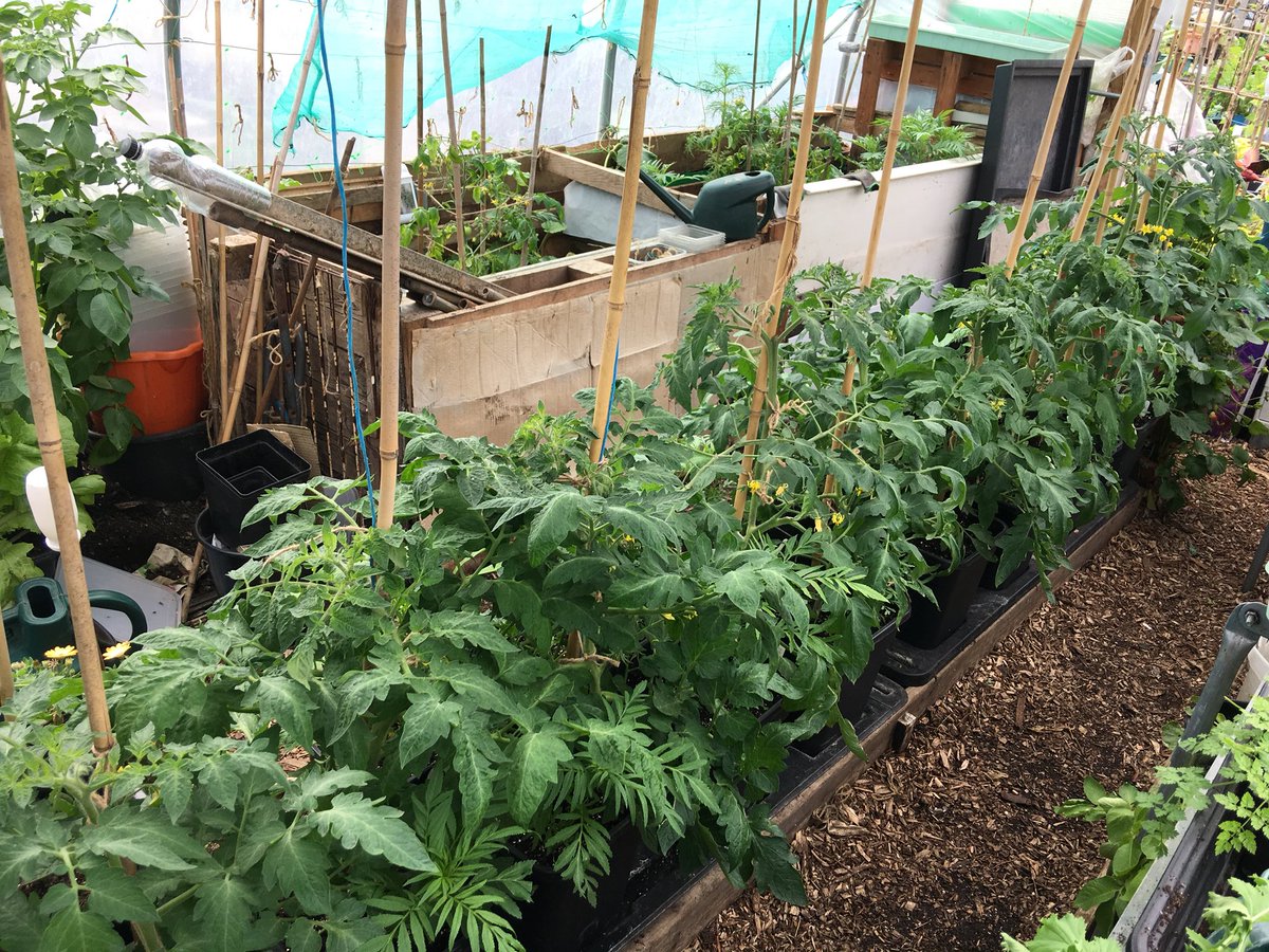 sarfsee's tweet photo. My 3 #Chilligrow and 2 #Quadgrow planters dug into centre bed of #polytunnel
#SweetPeppers & #Tomatoes with #FrenchMarigolds
Makes watering & feeding easier & less hassle
#Nature #Allotment #polytunnel #NoDig #NoSpray #GYO
@FirstTunnels https://t.co/2snrUySg4b
