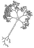 martiitavn's tweet photo. #nervioMOOC @biologueando Las neuronas son células del sistema nervioso, que reciben señales y emiten respuestas. Estas respuestas en forma de mensaje electroquímico forman un impulso nervioso al pasar de unas neuronas a otras. Increíble verdad😀 https://t.co/xpdeWe5SW6