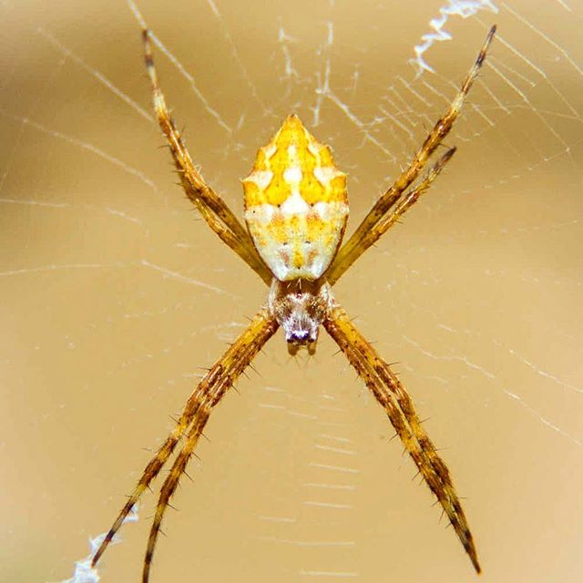 legatumplanet's tweet photo. legatumplanet

��🕸 aranha de prata. The body of Argiope argentata tends to be primarily silver with brown and orange colorations further back on the abdomen on the top, and with a primarily brown underbelly. The legs have bands of orange, black, and silver. The female can be u https://t.co/HpbMLPGSxo