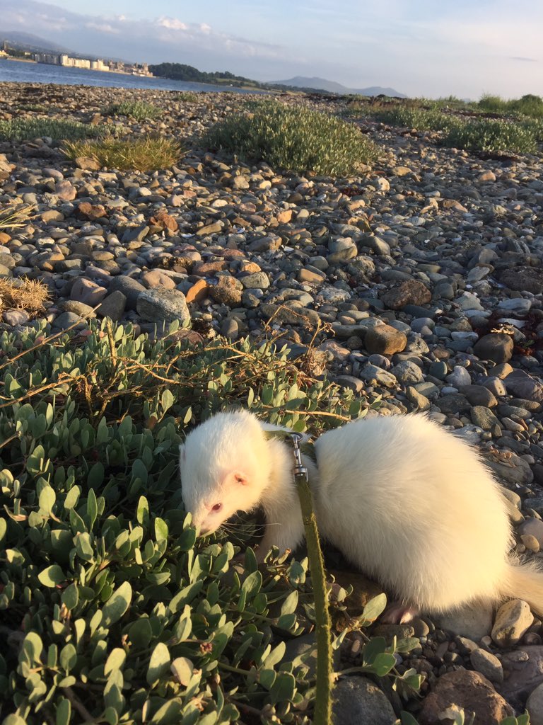 Finn the #Ferret 's #30DaysWild - day 12: exploring the shore line. #MenaiStrait