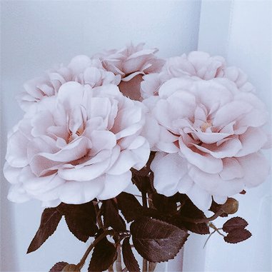 "tout donner, tout sacrifier, 
sans le moindre désir d'obtenir quoi que ce soit en retour."