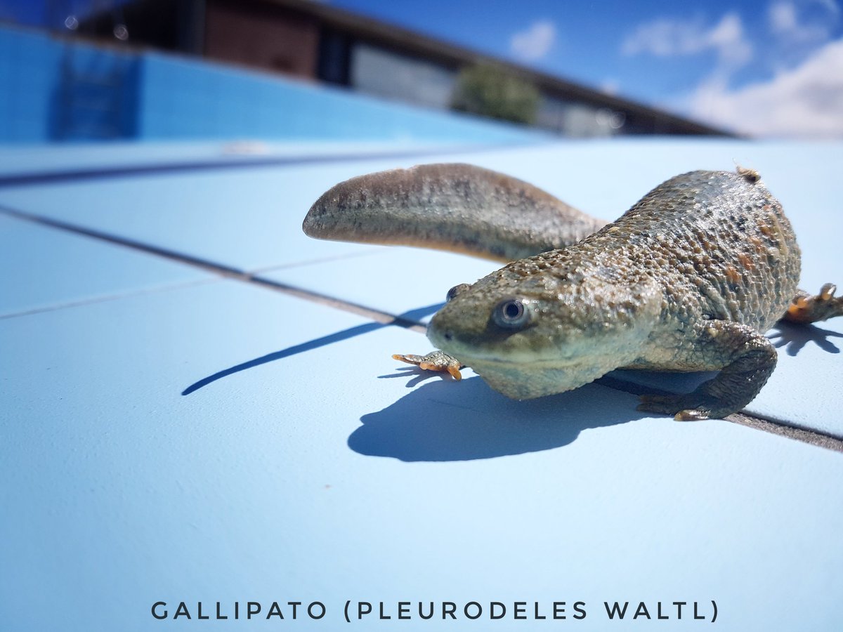 juzbadoayto's tweet photo. Qué bellos y enigmáticos animales han habitado las piscinas municipales de #Juzbado durante esta primavera. Os mostramos algunos de ellos: #ditisco #mantispalo #gallipato. Afortunadamente ya les hemos ayudado a acomodarse en otro lugar. https://t.co/RDZmIa4iiW