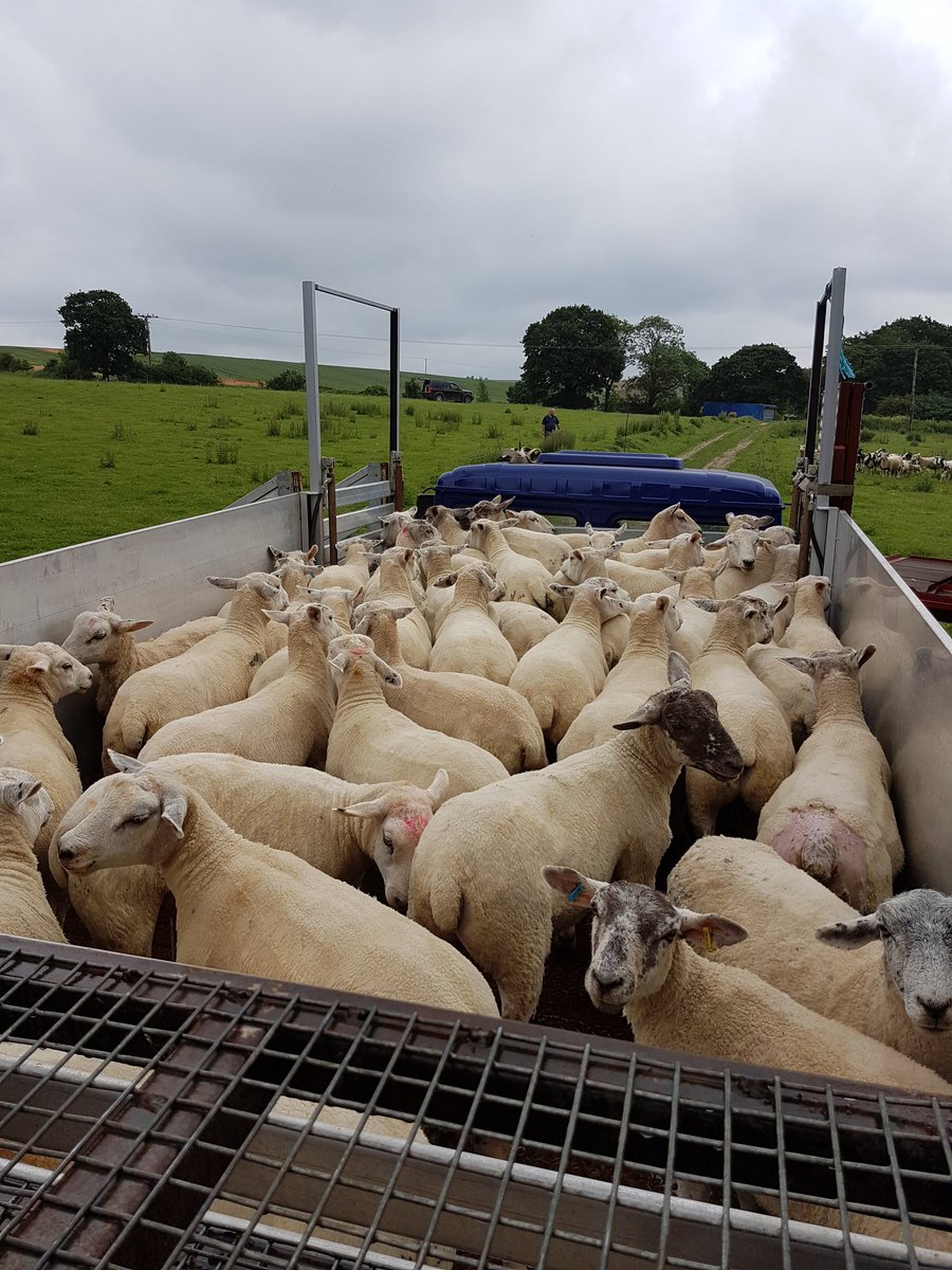 NeilFell2's tweet photo. Fly struck is well and truly becoming a problem with reports from all over the UK now, if you want a fast and effective way of controlling it get in touch https://t.co/afMqiM1scn