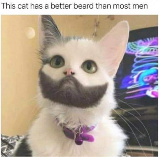PhreshLimited's tweet photo. @BBCRadio2 this has to be the feline version of @grahnort... That beard is impeccable https://t.co/ntZDKNQj1y