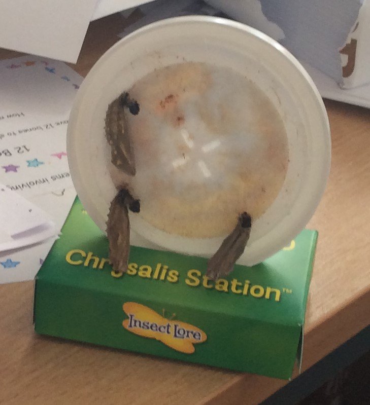 parkgate_pupils's tweet photo. Our caterpillars have now changed into chrysalis. Penguins are really enjoying watching metamorphosis in their classroom. #scientificPenguins https://t.co/P9GoggqrYh