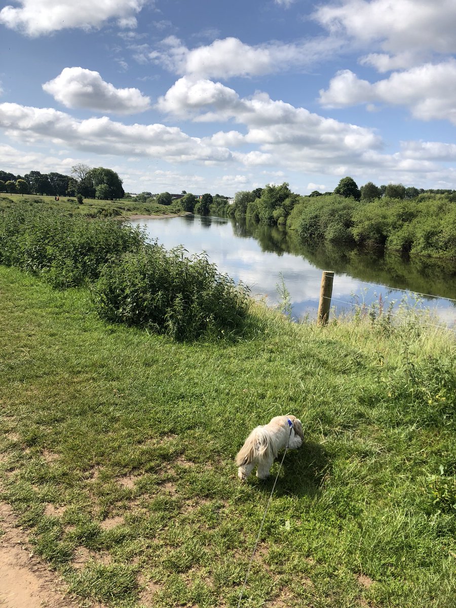 OT_HelpingHanz's tweet photo. Lovely morning walk in our beautiful city before Ted’s busy day at work @AcornCPFT @CPFTNHS  #TedTuesday #EverybodyLovesTed https://t.co/GW8ipPlrWe