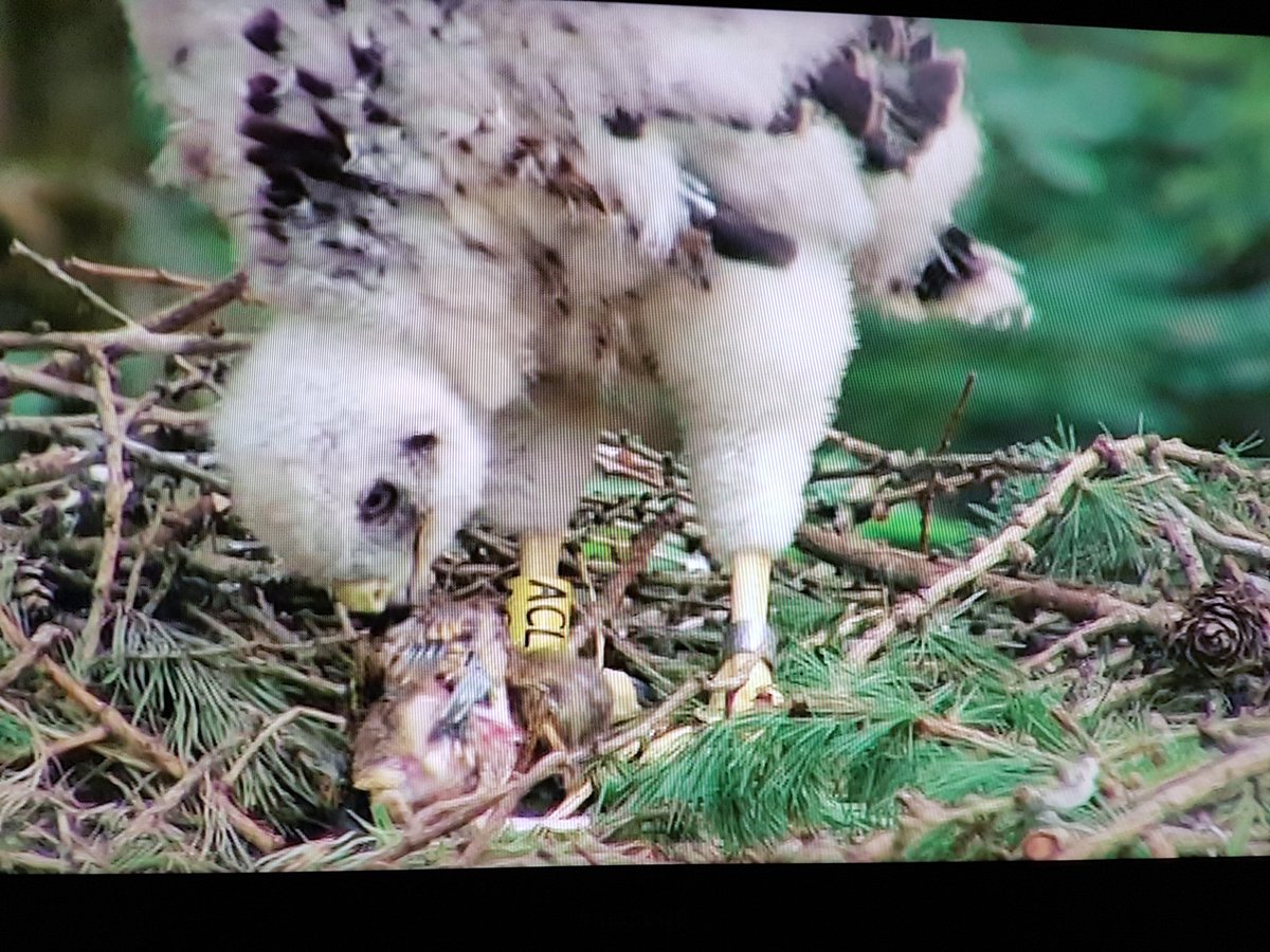 gazlang's tweet photo. Springwatch goshawk I ringed! This bird had frounce (probably killed it's sibling) but treated with tablets when ringed https://t.co/5HoTw6Zrpy