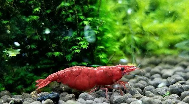 ScapesWorld's tweet photo. Caption this big red 😁 https://t.co/AX0CUYOsTJ https://t.co/gsMjT7VW0F