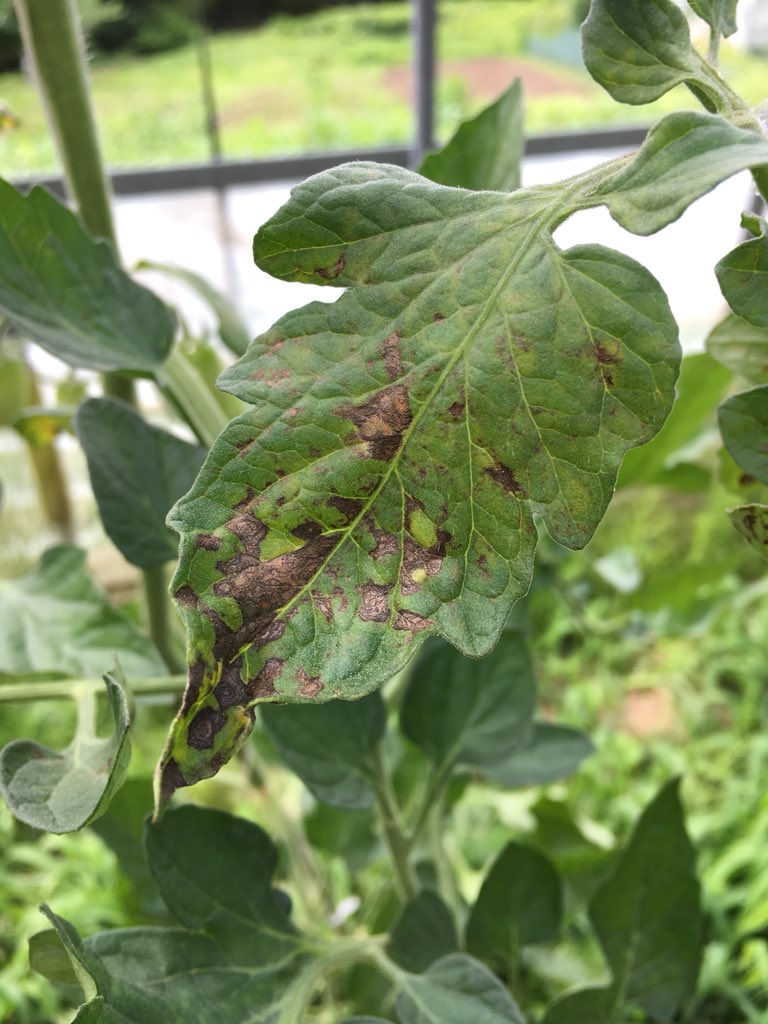 ミニトマトに白い模様や斑点が出たけど食べられる 茶色い場合は