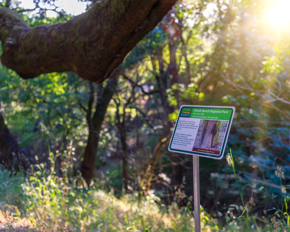 SonomaParks's tweet photo. It’s #trailstuesday! Here’s a new #trailschallenge added this year. Most of Shiloh Ranch Regional Park burned in the 2017 fires. Impacts are still visible. We created a self-guided fire recovery hike along the Creekside Trail. For more information, visit https://t.co/1dSIEPpI7k https://t.co/9XV3OPbVWZ