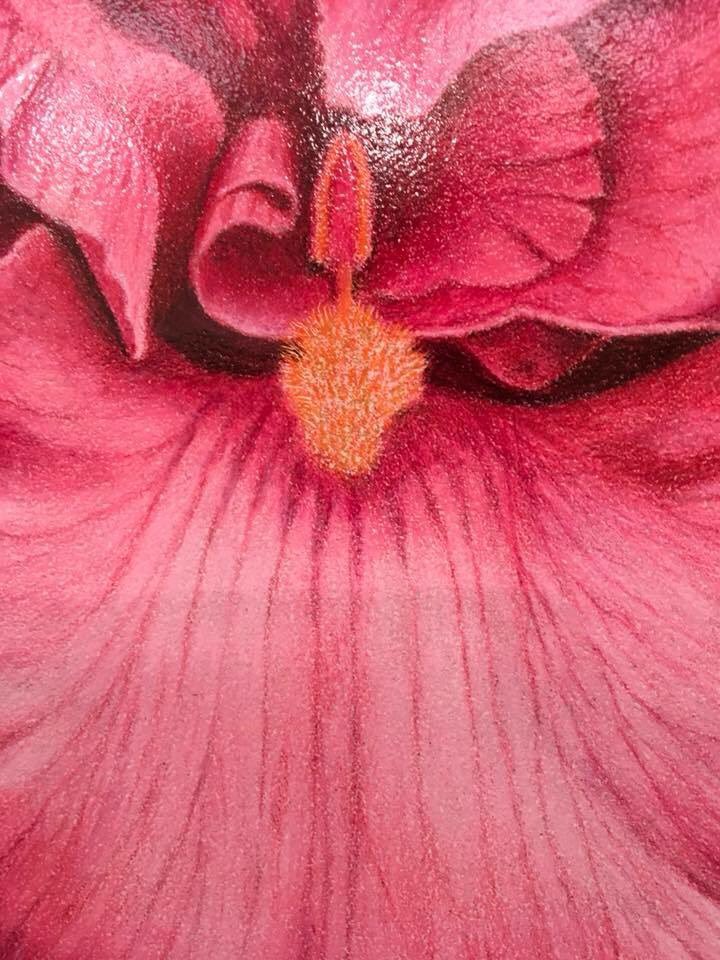maderaarts's tweet photo. We adore this John Minney drawing “Pink Bearded Iris”, see it in person in our gallery Tues-Fri 10a-6p! https://t.co/cZJgQympIc