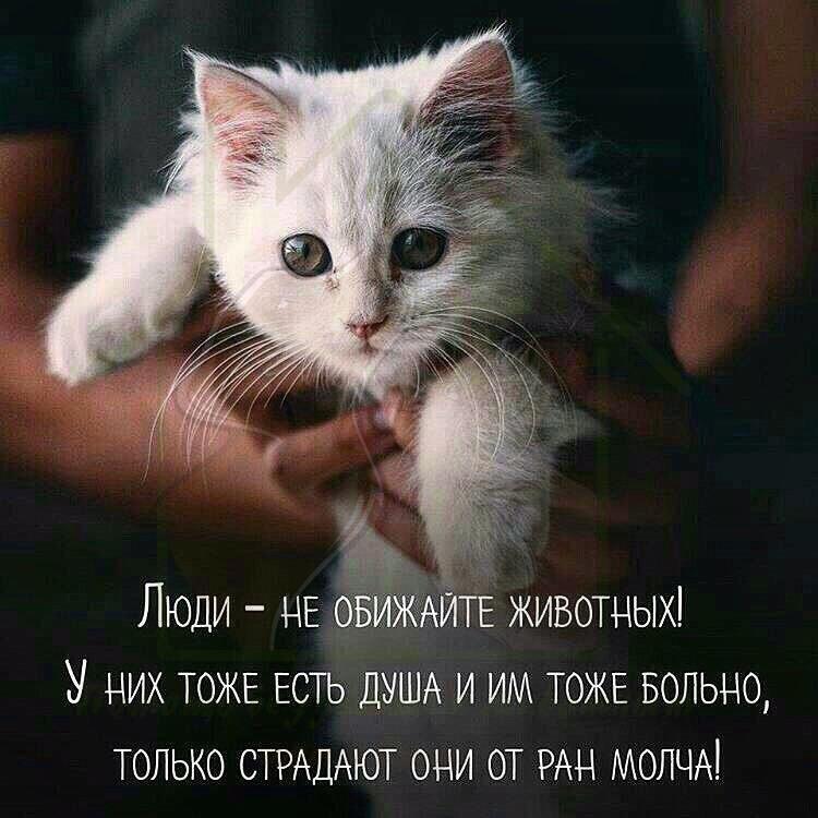 Картинки про любовь к животным с надписями
