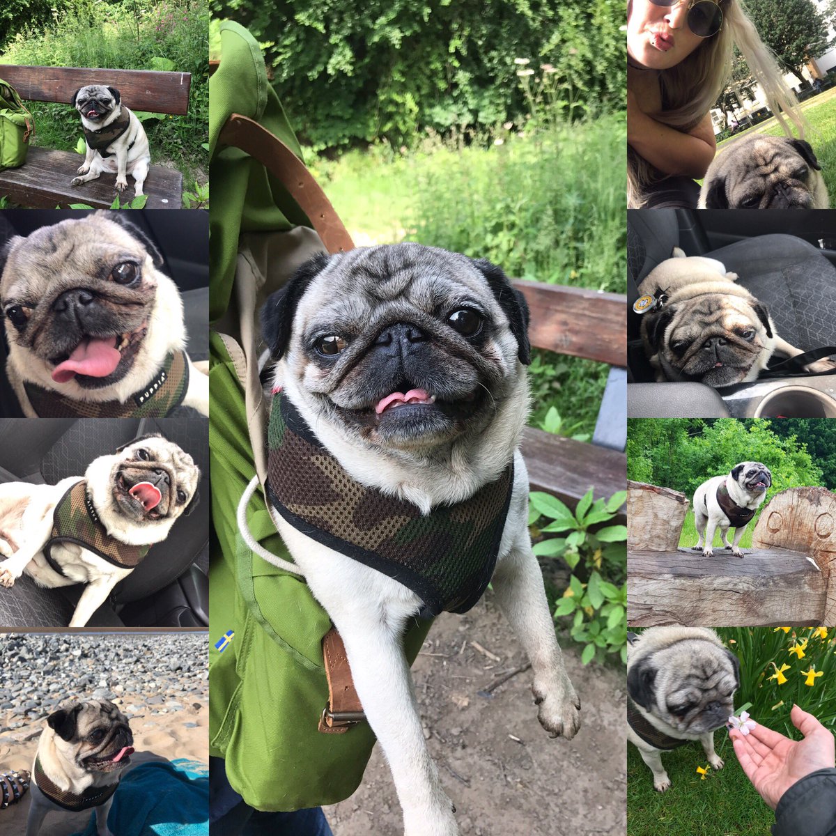 ThingPug's tweet photo. Happy birthday to one of our senior members 🎂🎂 #pugs #puglife #birthday #happy #peggy https://t.co/fZWtIXHKQr