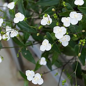 メリアルーム 土日祝いいねお休みです Ar Twitter 今日の花 6月13日の誕生日花は ブライダルベール 花言葉は 願い続ける この日生まれの人は清楚で透明感のある美男 美女タイプです 正確もはっきりとしたタイプが多く 思ったことは隠さずにしっかりと