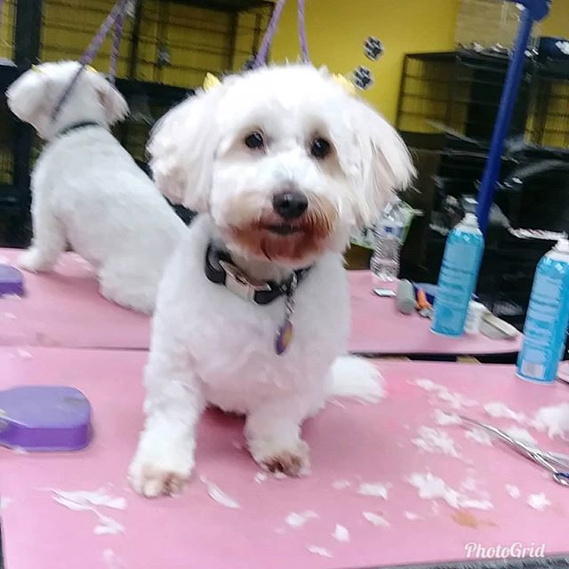 Gentlebrush's tweet photo. #Princess looking good after #HappyGroomingExperience at #GentleBrush on #AltonRoad #SouthBeach.
.
.
.
#AlwaysHappy #Happy #GroomingDoneRight #GroomingSobe #SobeGrooming #SobeDogs #MiamiDogs #BeachGrooms #BeachDogs #Cats #Dogs #DogsAndCats #Cute #MiamiBe… https://t.co/o8IIWRd55Q https://t.co/jAcprHrqP5