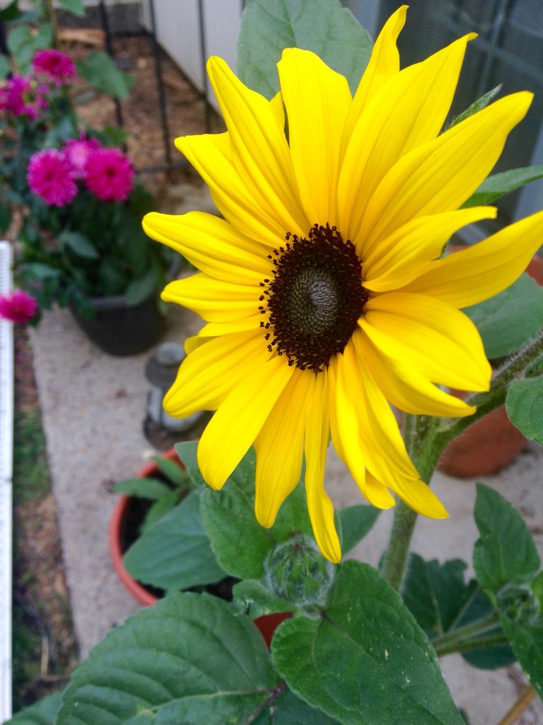 Catherin03's tweet photo. I love the plants from @CottageFarms! My newly planted sunfinity plants survived the macroburst that hit our town even as trees were uprooted around them (and on them).  Our first sunflowers have opened! Yay! Lots of buds are getting ready to burst! 🌻❤️ https://t.co/Q5AkoYlzyR