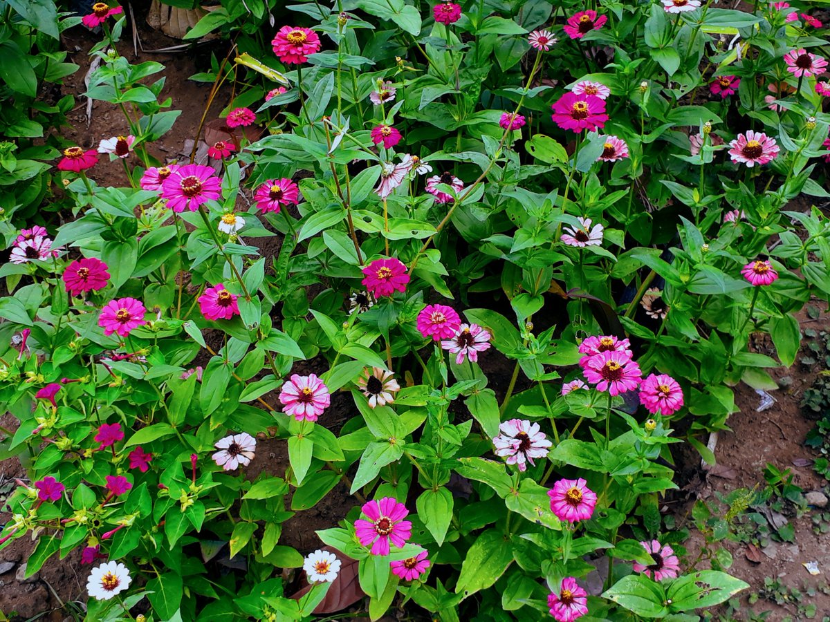 FloRabino's tweet photo. “I must have flowers, always, and always.”
― Claude Monet

😍🥰💞🌺🌼
#FlowerReport #FunSharing #TitaNgBikol #Travel #FlowerofTheDay #Philippineflower #travel #photography #flowers #floralLeaf #Leaf #flower #girl #Garden #gardens #ttot #flowerOfTheDay 

https://t.co/3YXjvWryMG https://t.co/Riw8AYDxu9