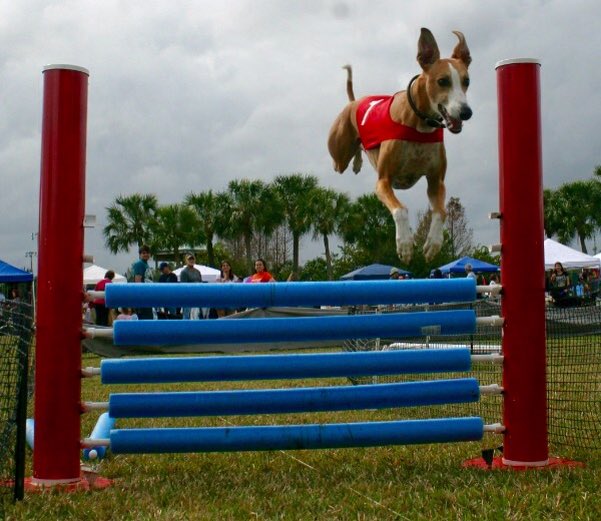 AblePet's tweet photo. Flying through Tuesday. Leaping over any & all obstacles - #performancedog #athletic #hangtime #AblePet #AbleDog #cbd #cbddog #cbdcommuntity #420Dog #hemp #Amazon #420communtity #dogsoftwitter https://t.co/KkbUaAsWw9