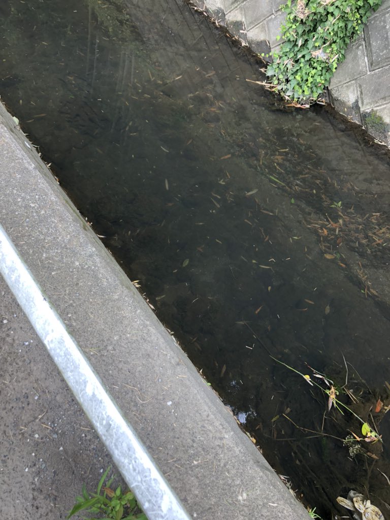 さかな芸人ハットリ No Twitter 住宅街の用水路のような河川にて 種類目 顔にシマシマのシマヨシノボリ そしていよいよ90種類目はドジョウです どちらもなかなか食いが立たず 2日かけての釣果です 300種類の魚を釣るまで自分で釣って調理した魚以外食べ