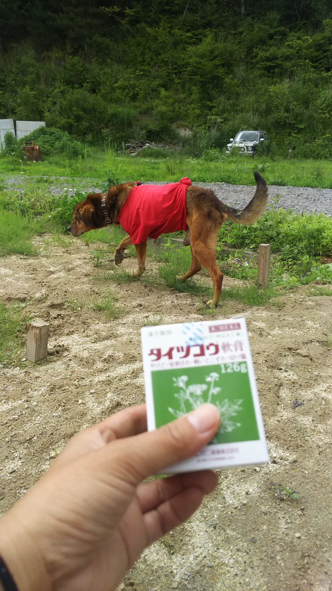 右も左も犬と猫 A Twitter 精巣腫瘍持ちのジロキチ オムツは短時間にしてるけど ウンコやシッコに座っちゃうから やっぱりカブれるデカイタマ キンタマのケアはイヤイヤと逃げるジロキチ ケア用のタイツコウと 色々試して一番ジロキチに合ってたオムツ