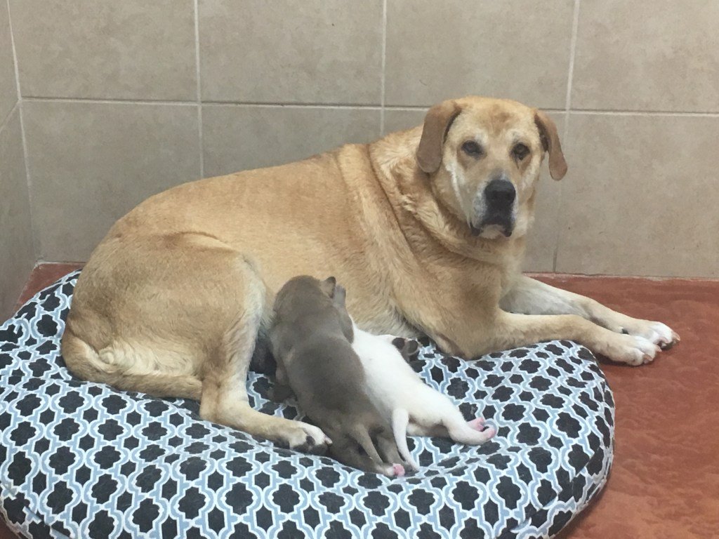 deserttailsaz's tweet photo. Mama Jane and Her Puppies https://t.co/2iRf8N8md5 https://t.co/rhhtdrdIKm