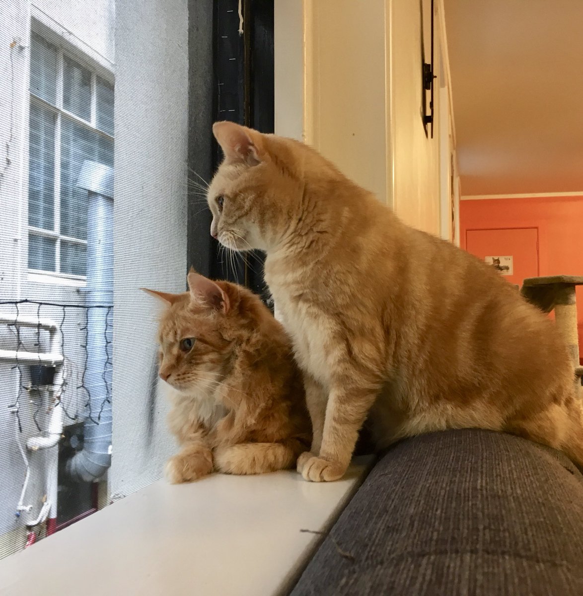 purrsandbeansnz's tweet photo. It’s a birdwatching kinda day! Got the midweek blues? Come hang out with #Bango and the rest of our fluffs - 1-hour entry is just $10 on weekdays or feel free to pop in for a takeaway coffee 🐾 #Banksy #Mango #midweektreat #thingstodoinauckland #gingerlove #baristacats https://t.co/BaHoV5uVjy