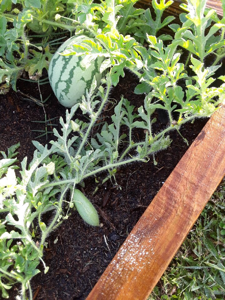 Isaac Daniels tweet media