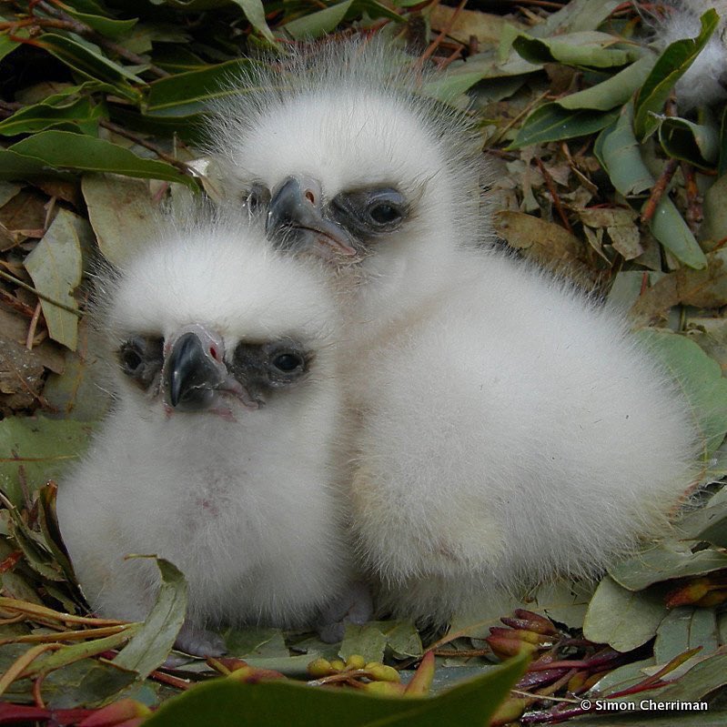 Sarah Rees tweet media