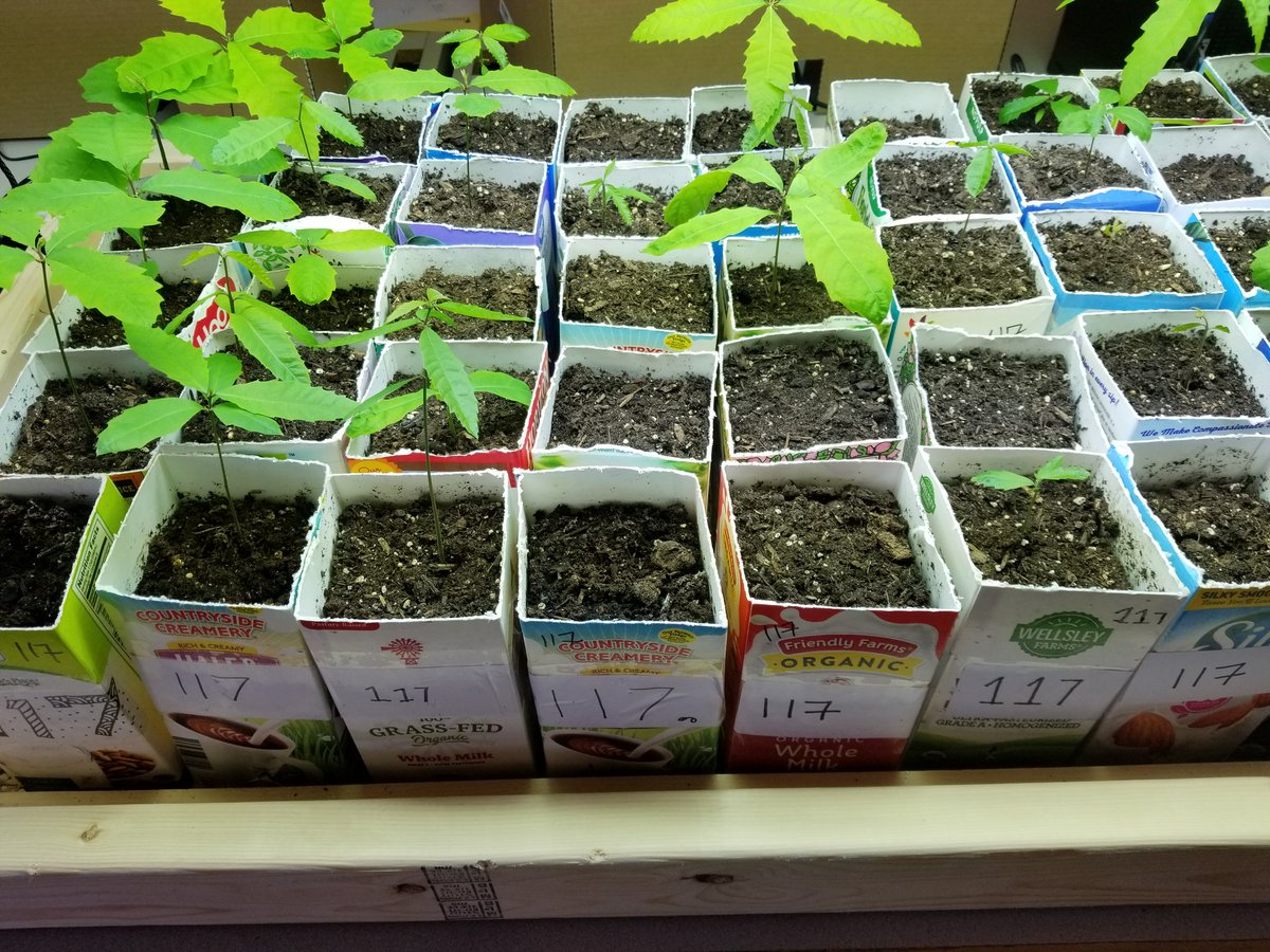 AmadioScience's tweet image. Excited for the next few days! We spent some quality time outside today getting the orchard ready for some more chestnut trees! 62 chestnut trees will be planted in the upcoming days! #chestnuttrees #getready #lifescience @JesseGreenej @daleyscience @TEDEdFound