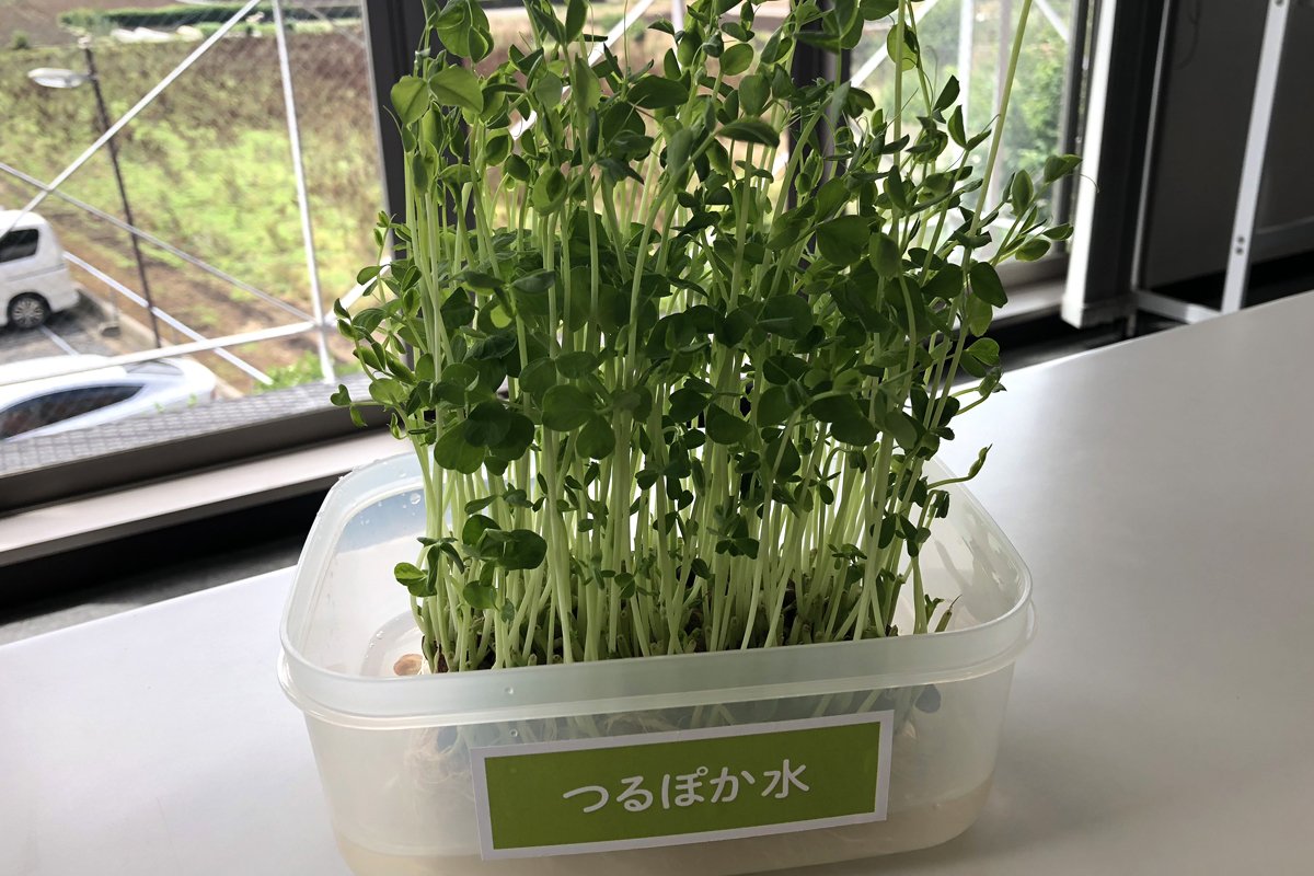 『つるぽか水』で育てる豆苗 八日目😀
元気に育ちました💚
そろそろ収穫してもよさそう🍴
#豆苗 #つるぽか #回生堂 #酵素風呂