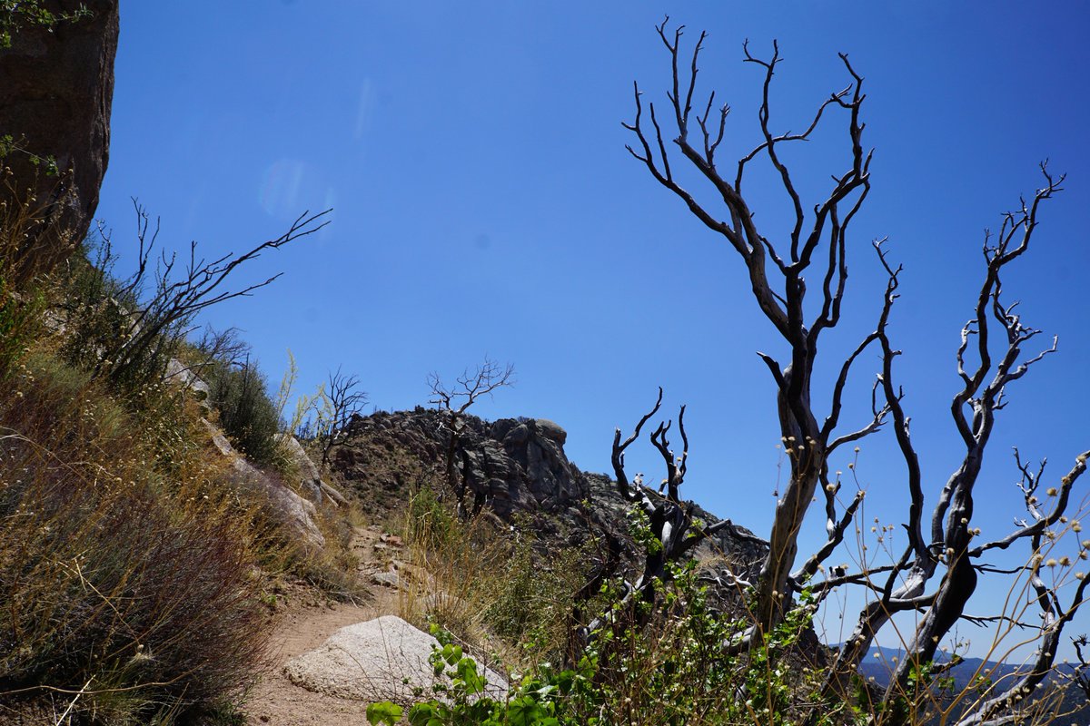 NearAndFarAZ's tweet photo. Even 5 years after the #DoceFire in #PrescottAZ, it's still looking kind of devastated on #GraniteMountain. Have to take the color where you can get it! #Cactusflowers #wildfire #GraniteMountainsaddle #SummitTrail #Trail261 #GraniteMountainWilderness #52HikeChallenge2018 #Hike10 https://t.co/58zvesqFzR