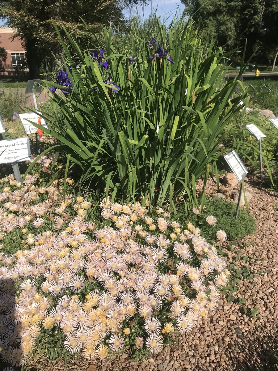 AdamTietz1's tweet photo. Delosperma ‘Alan’s Apricot’ ice plant Aizoaceae. #plantselect #waterwise #plantsmarter https://t.co/aCTPGfsfOF