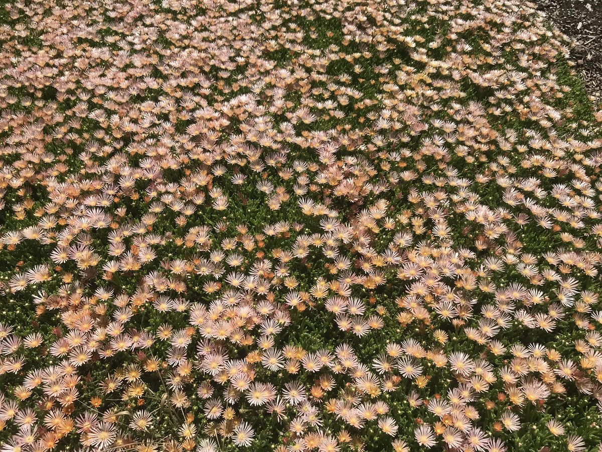 AdamTietz1's tweet photo. Delosperma ‘Alan’s Apricot’ ice plant Aizoaceae. #plantselect #waterwise #plantsmarter https://t.co/aCTPGfsfOF