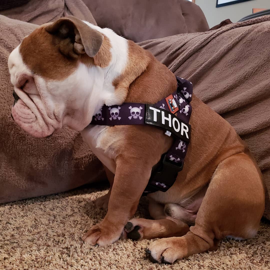thor dog harness