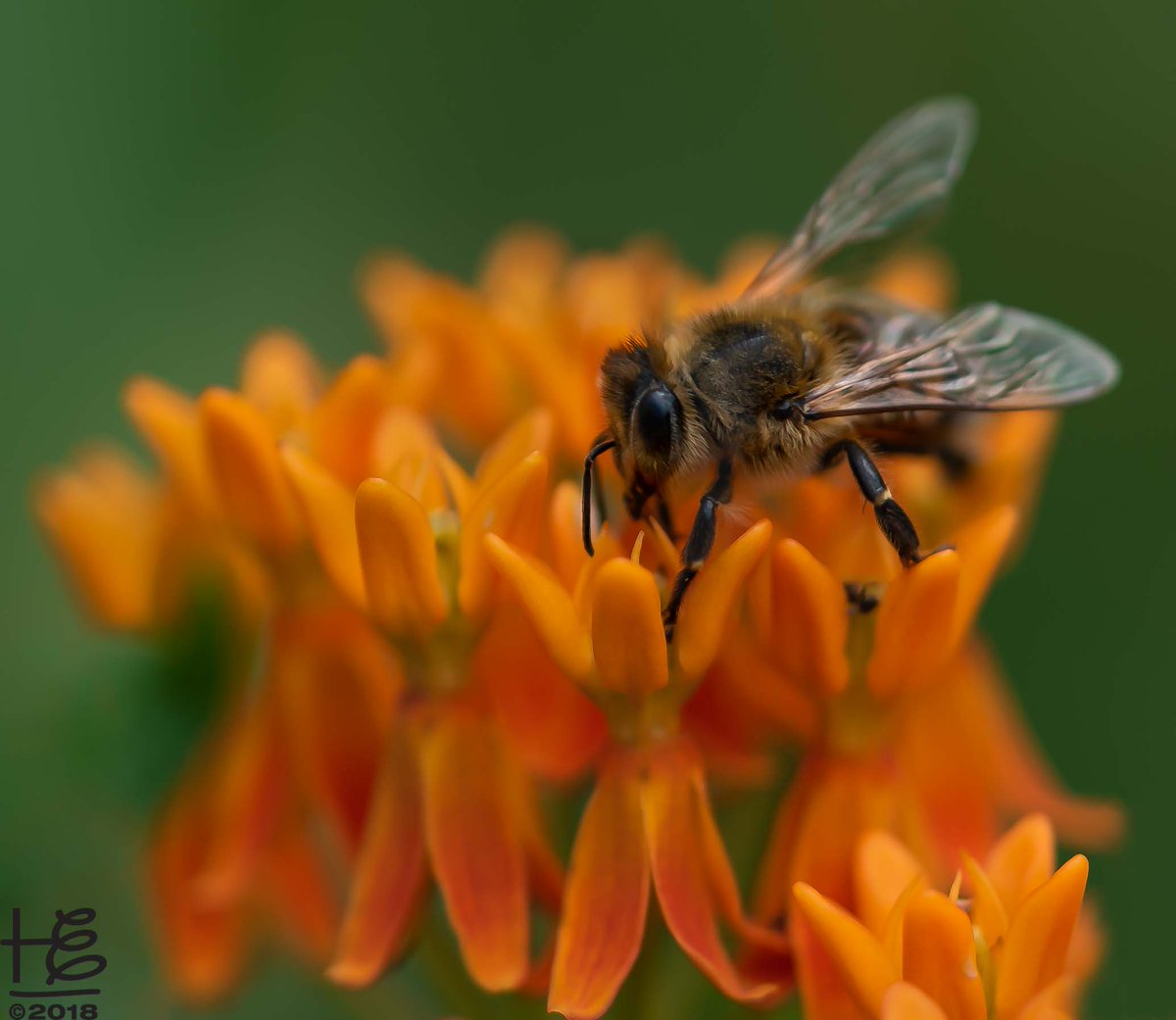 HollyElmoreATL's tweet photo. The sweet #honeybee graced me with numerous captures while working the #milkweed #flower. Taken at the @bhnpatlanta.
#insects #bees #pollinators #pollinatorhero #summerflowers #macrophotography #nature #NaturePhotography #publicpark #Atlanta #hollyelmore #hollyelmoreimages https://t.co/AXzMxRPukO