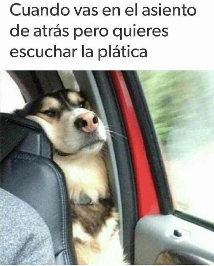 Así  es mi perro _________.
Comparte el nombre de tu peludo .
<a href="/ColDelValleBJ/">Colonia Del Valle, Benito Juarez, #CDMX</a> <a href="/VidadePerrosMx/">Vida de Perros</a> <a href="/PolancoMexico/">Colonia Polanco CDMX</a> <a href="/vecinosnapoles/">vecinosnapoles</a>
