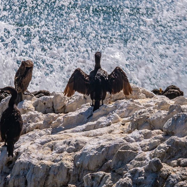kevinpjennings's tweet photo. This double-crested cormorant stands, wings out and stares down the angry sea
#365picturesin2018, #pictureofaday, #potd2018, #pictureoftheday, #everydayphotographer, #lumix, #micro43, #g85, #pad2018-163, #seabird, #doublecrestedcormorant, #cormorant, #bi… https://t.co/KwJy9s5ogH https://t.co/xppsf5FhuY