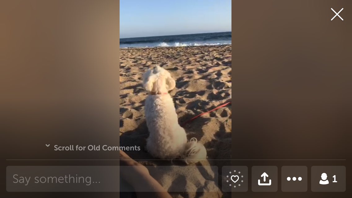 realRonPetersen's tweet image. Watch @ChrystallJane&apos;s broadcast: Beach with Crash #turtlepoints 🐢🧜🏽‍♀️🌊 pscp.tv/w/bfBxyjF4ZUtX…