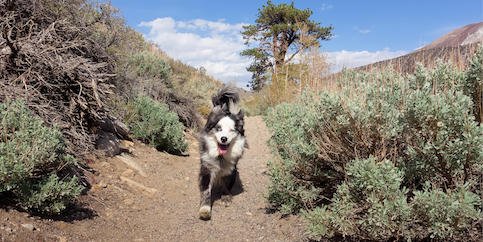 Just a reminder for so many of us that are pet owners, summer can hard on our pets.  #sarahgatesrealestate #doglovers #pets #arizonasummer #protectyourpooch #warnings 
allaboutarizonanews.com/article/protec…