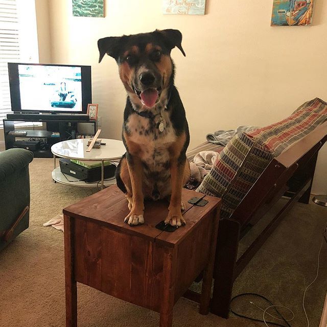 ally_hubbell's tweet image. Sorry mom, I thought my toy box was a seat too... 🐶 #lifewithadog #muttsofinstagram ift.tt/2MmwIt0
