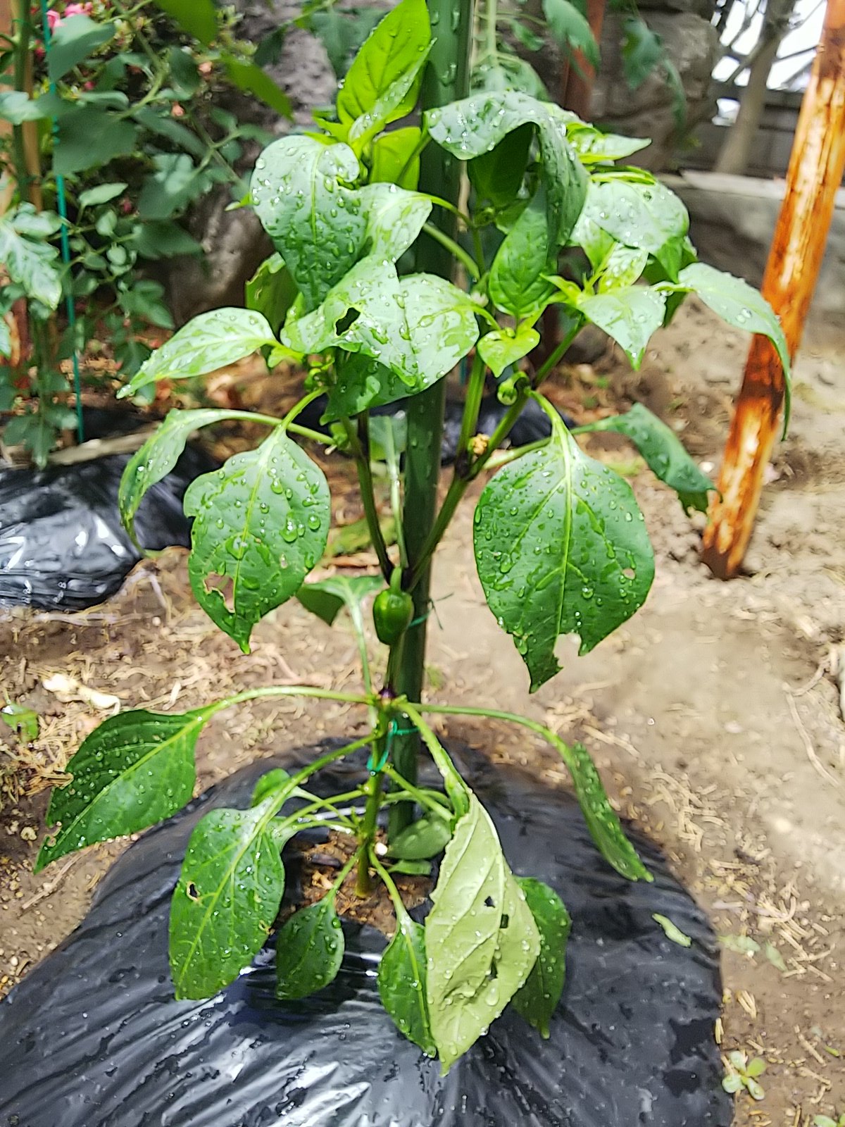 信州発 家庭菜園 Q S Natural Garden 鈴なりパプリカらんらん いい感じ オレンジ色になるまで待ってます リンリン リンリン パプリカ カネコ種苗 T Co 1dalizzmg8 Twitter