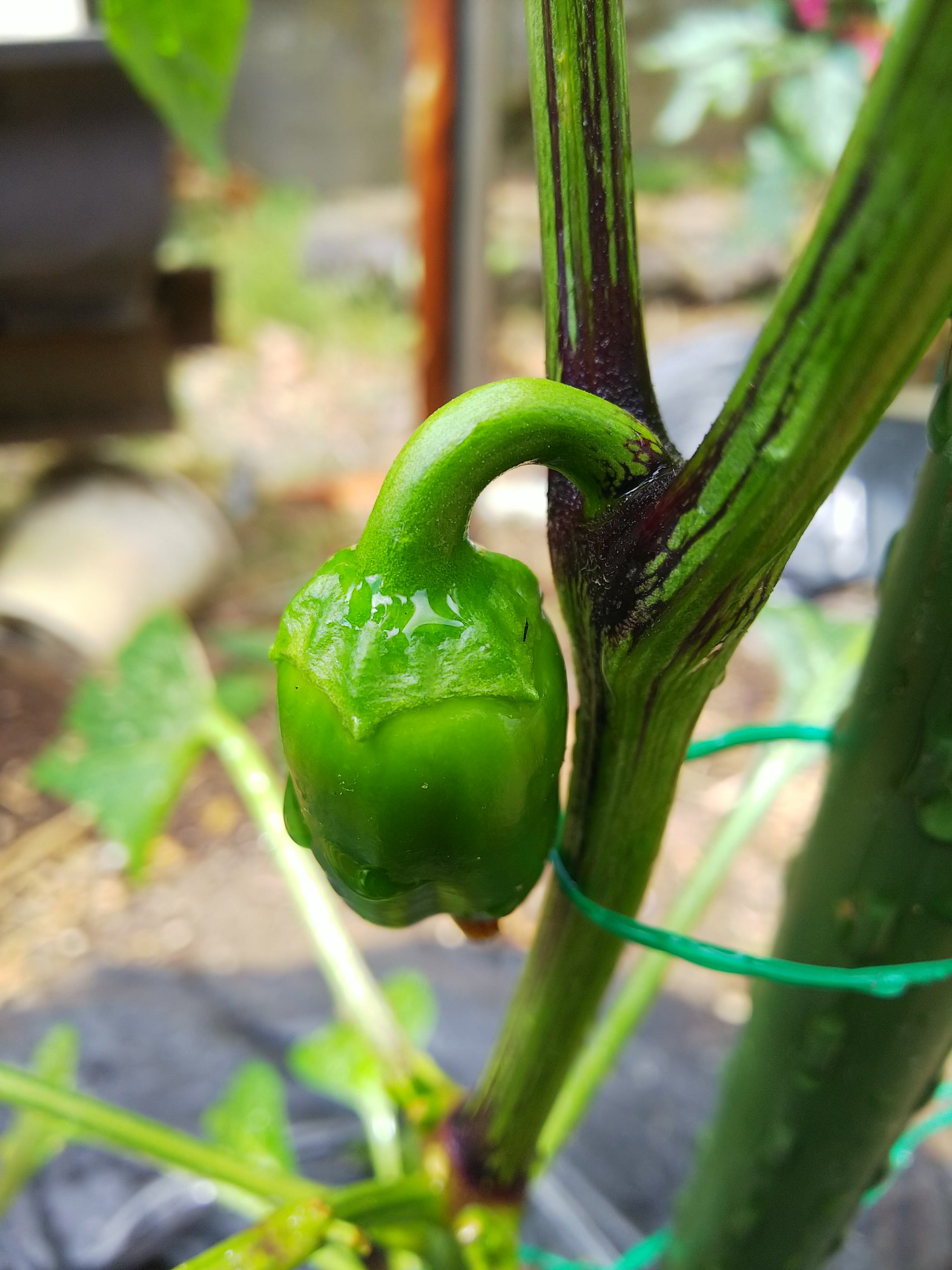 信州発 家庭菜園 Q S Natural Garden 雨上がりの涼しい朝 おっ またオレンジ色になってる パプリカ 鈴なりパプリカらんらん カネコ種苗 綿半 T Co 5rvdznljko Twitter
