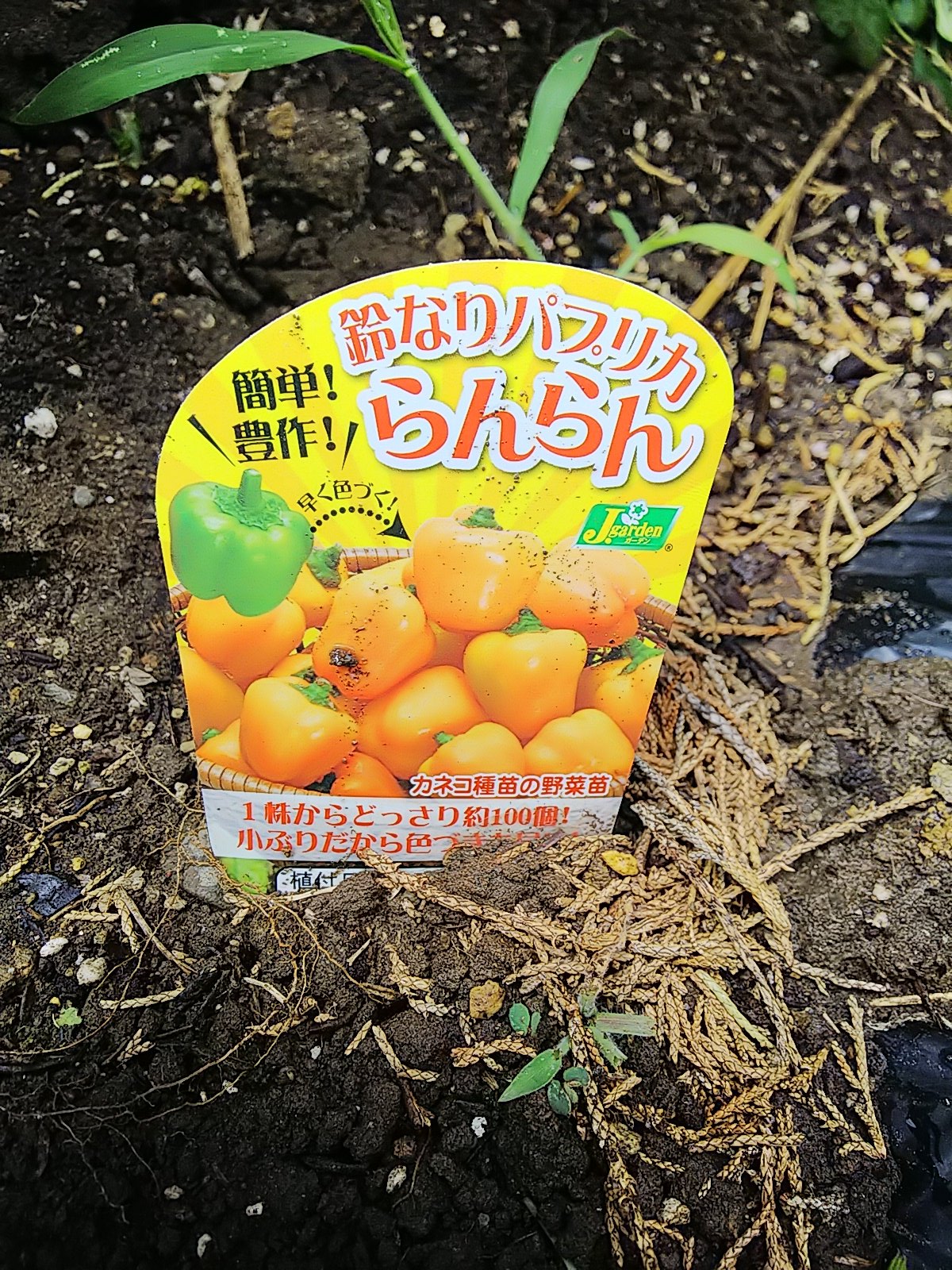 信州発 家庭菜園 Q S Natural Garden 鈴なりパプリカらんらん いい感じ オレンジ色になるまで待ってます リンリン リンリン パプリカ カネコ種苗 T Co 1dalizzmg8 Twitter