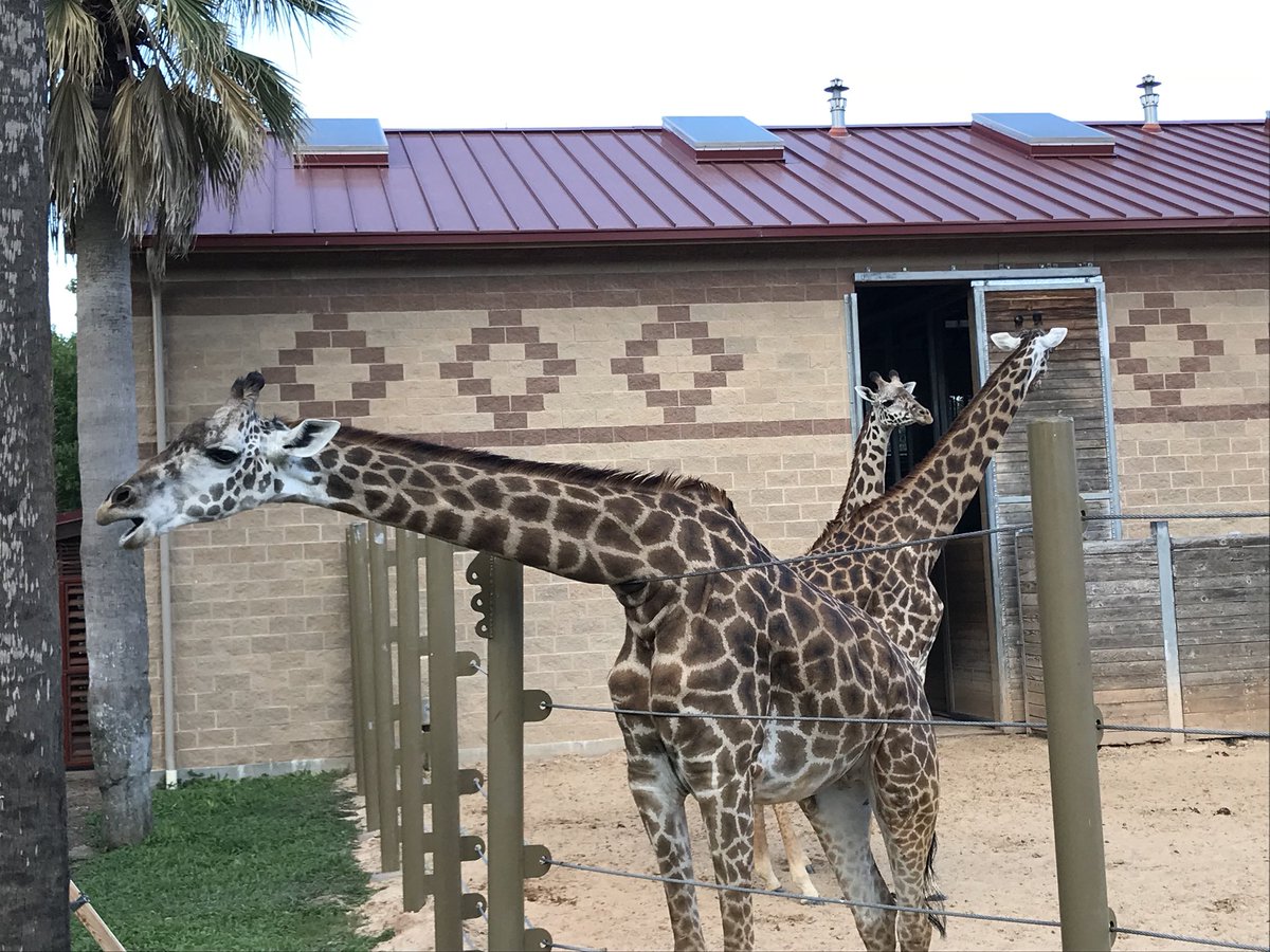 SmartWheelApp's tweet photo. It’s summer, and the @houstonzoo is a hot spot of fun! See the #SmartWheelApp experience at https://t.co/hVkqr6UtCJ. https://t.co/WCvcTiitBi
