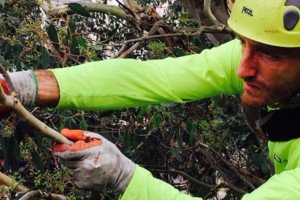 ArboristNow's tweet photo. If you are looking for an arborist in San Francisco, look no further and be sure to check out our Yelp reviews!
"Tree was trimmed like an artist does sculpture (I'm being serious here)" M.E https://t.co/v2V3wkVIBn #trees #treecare #treeprofessionals #arborist https://t.co/snW1h6mW95