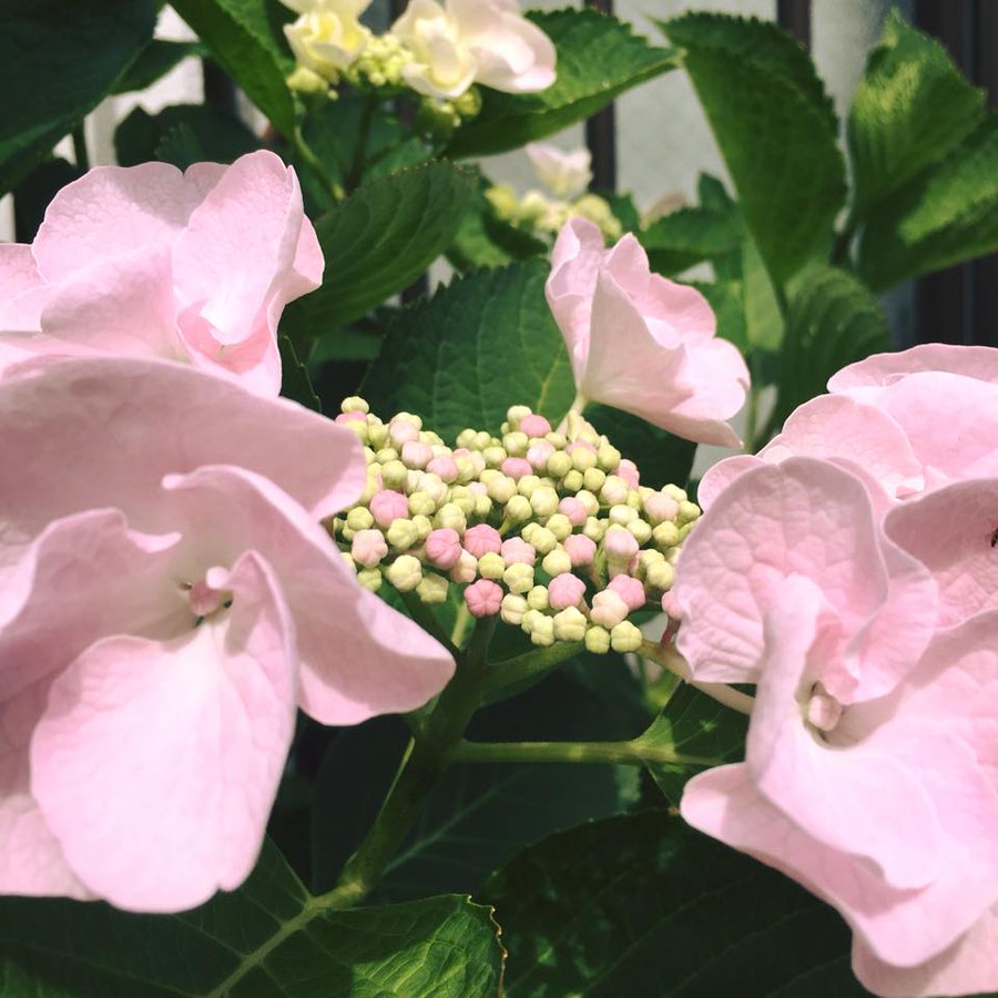紫陽花は庭に植えてはいけないと言われる6つの理由とは Every Day