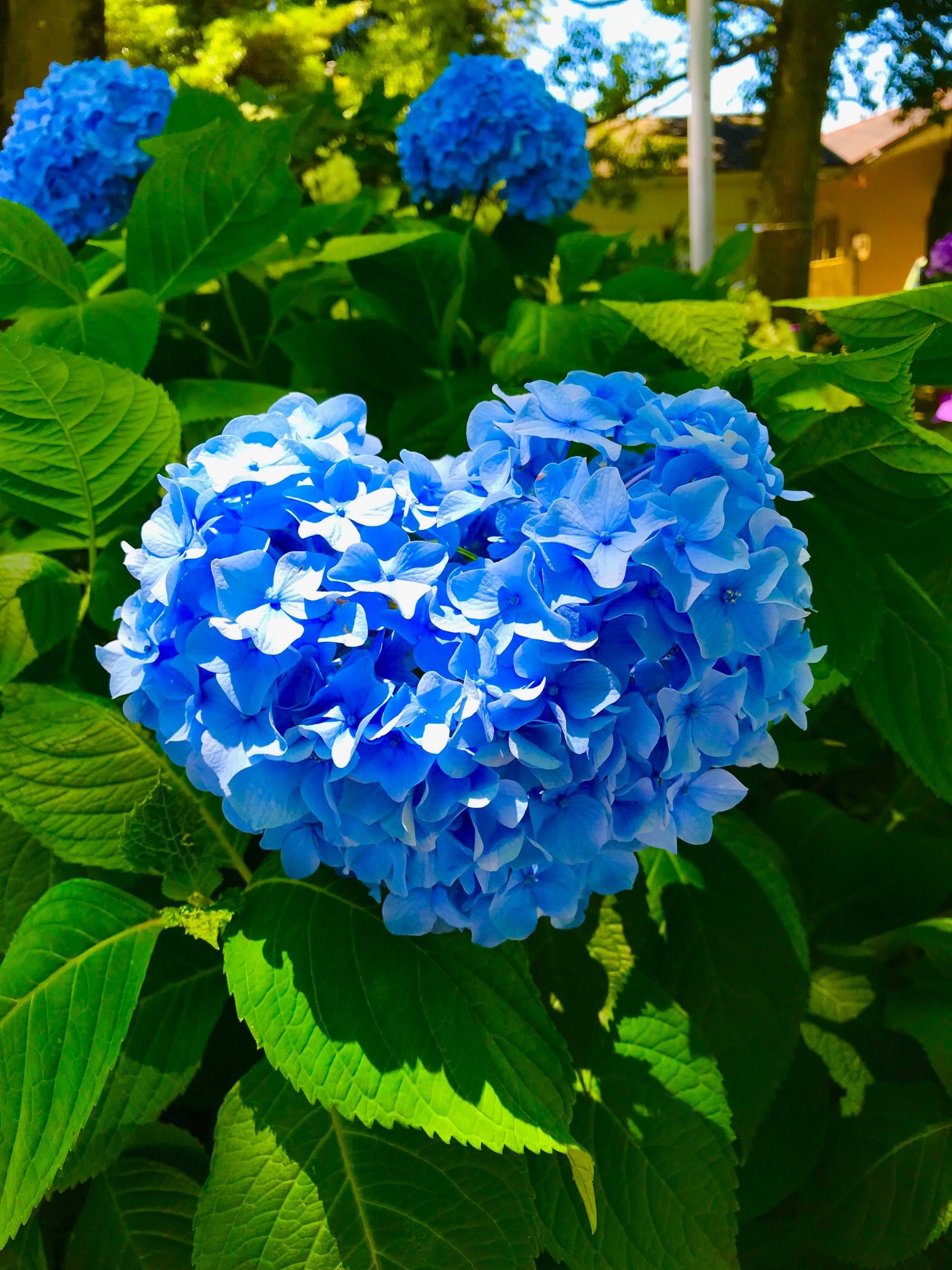有限会社ソフトハンズ 愛知県一宮市 V Twitter 見た人に幸せが訪れると伝わる ハート型の紫陽花 皆様にも幸せのお裾分け 一宮市 御 裳神社 みも神社 インスタ映え リツイートした人全員フォローする いいねした人全員フォローする T Co Ugvuzkdotn