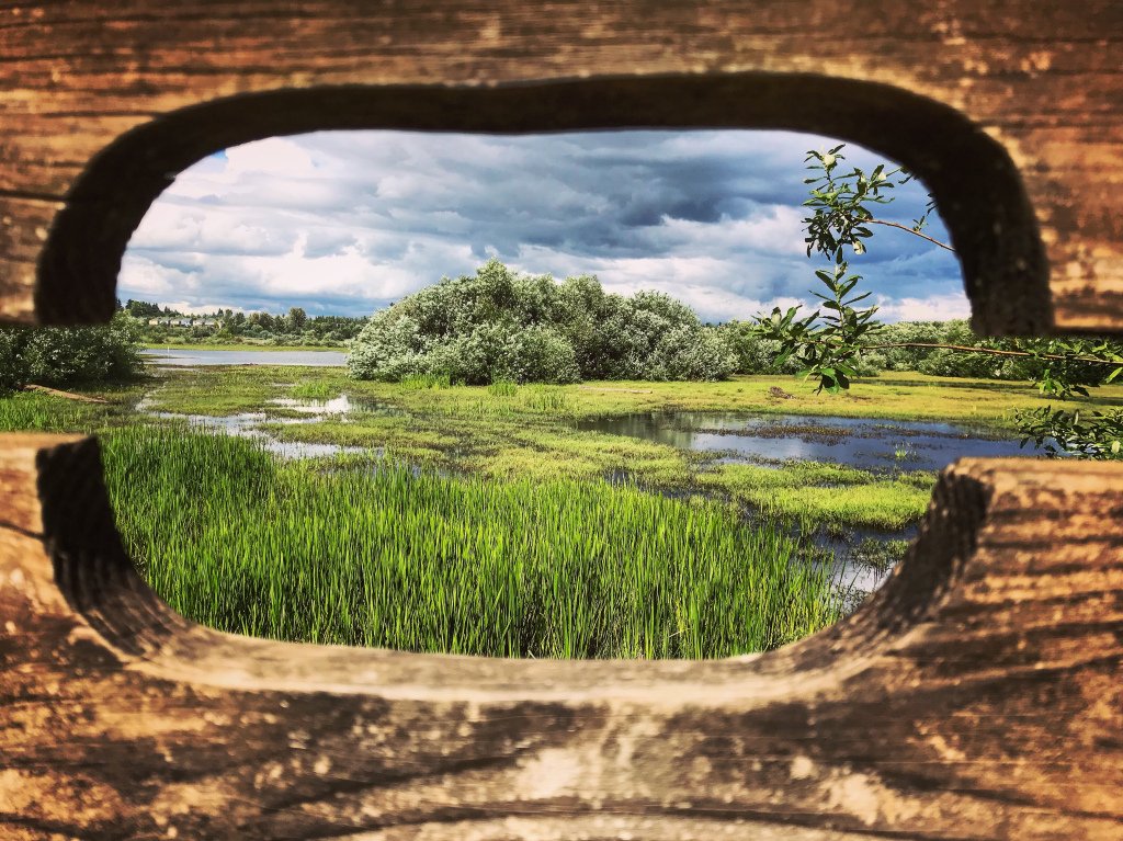 TylerPedersen83's tweet photo. Wordless Wednesday (06/13/18) #nature #photography #inspiration #Oregon #Hillsboro #JacksonBottom #Wetland #Farmington #PaddleLaunch #botany #clouds #Wordpress https://t.co/sYbDQs3mj3 https://t.co/4pS2gkYE1b