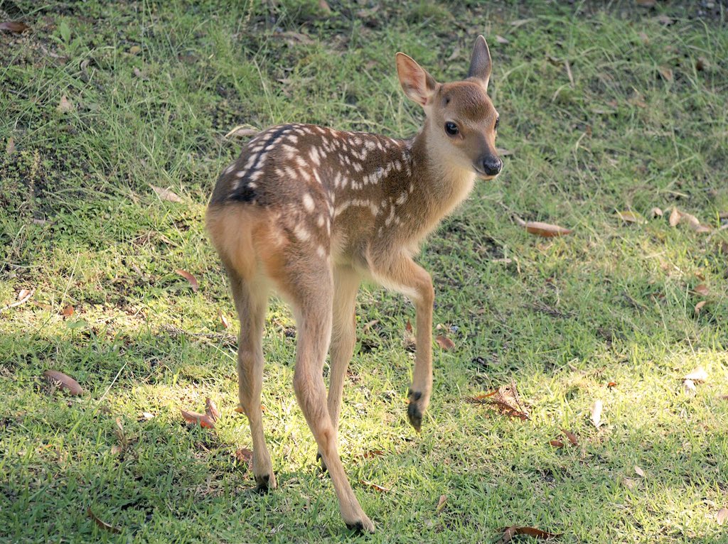 バンビー小鹿 子鹿のバンビ - YouTube