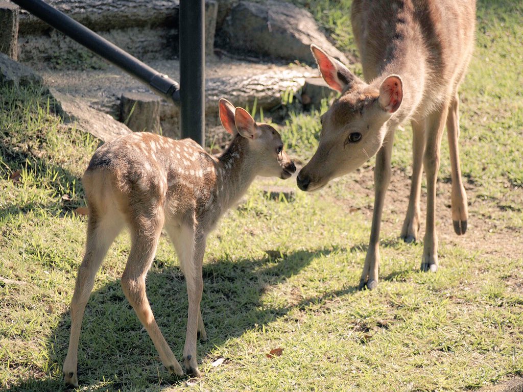 今日の奈良公園 】 元気に育つバンビちゃんを発見したよ( ｀ー´)ノ
